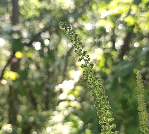 沈陽印刷廠積極響應(yīng)環(huán)保倡議，采用環(huán)保油墨和紙張